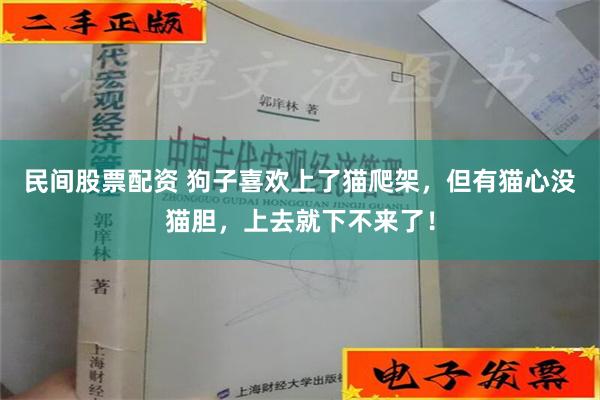 民间股票配资 狗子喜欢上了猫爬架，但有猫心没猫胆，上去就下不来了！