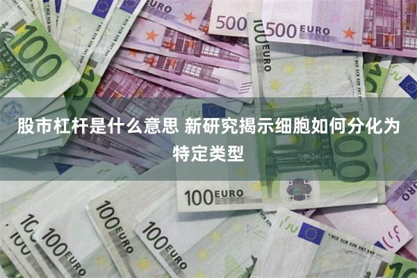 股市杠杆是什么意思 新研究揭示细胞如何分化为特定类型